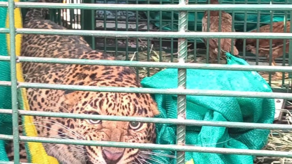 leopard that killed child in shiral finally captured by authorities leopard that killed child in shiral finally captured by authorities