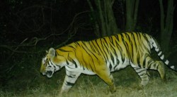 कोयना परिसरात ‘ बाजी ‘ नर वाघाचे साम्राज्य            