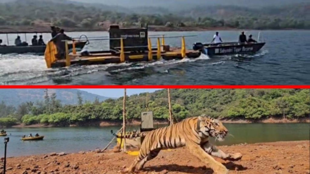 STR 06 tiger named Hirkani successfully relocated from Pench to Sahyadri wildlife sanctuary. STR 06 tiger named Hirkani successfully relocated from Pench to Sahyadri wildlife sanctuary.