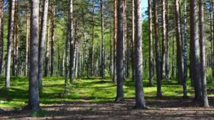 gadchiroli tribal land scam collector forms committee for aheri probe