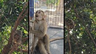 Injured monkey in Yeoor Hills Thane arrow attack | Illegal archery training in Sanjay Gandhi National Park buffer zone | RAW NGO animal rescue Thane | Wildlife protection laws Maharashtra SGNP