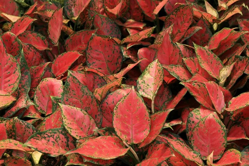 natural ways to beat heat at home indoor plants to keep house cool without AC