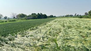 unseasonal-rain-and-hailstorm-damage-crops-across-3500-hectares-in-ahilyanagar-district
