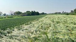 गारपीट व पावसाने अहिल्यानगरमधील ३.५ हजार हेक्टरवरील शेती पिकांना फटका