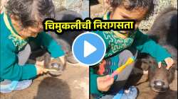 चिमुकलीची निरागसता! म्हशीच्या रेडक्याचं तोंड हातात घेऊन केलं असं काही की…; Video पाहून पोट धरुन हसाल