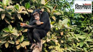 Apes imagination research study | वानरांच्या कल्पनाशक्तीचे संशोधन | Bonobo Kanzi experiment | बोनोबो कान्झी प्रयोग