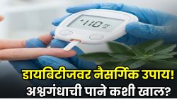 कधीच होणार नाही डायबिटीज? अश्वगंधाच्या पानांचे ‘या’ प्रकारे करा सेवन; आचार्य बालकृष्ण म्हणतात रक्तातील साखर राहील कंट्रोल!