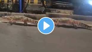 Crocodile roaming freely On Road