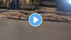 VIDEO बापरे! दुपारचं कडक ऊन, रस्त्यावर आल्या महाकाय मगरी, पाहून लोक घाबरले