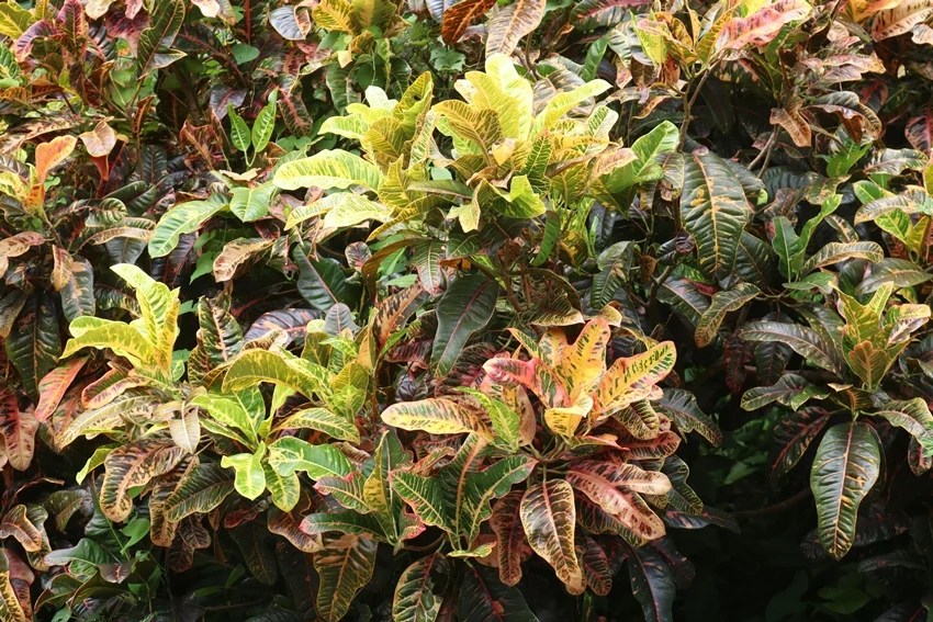 natural ways to beat heat at home indoor plants to keep house cool without AC