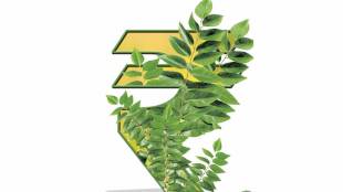 Curry leaves price hike Maharashtra | कढीपत्ता दरवाढ महाराष्ट्र बाजारपेठ