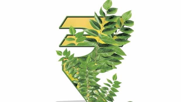 Curry leaves price hike Maharashtra | कढीपत्ता दरवाढ महाराष्ट्र बाजारपेठ