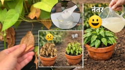 उन्हाळ्यात रोपांची पाने सुकली आहेत? मग पाण्यात फक्त ‘हे’ दोन पदार्थ मिसळा! परिणाम पाहून डोळ्यांवर विश्वास बसणार नाही…