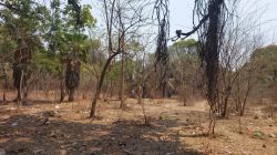 ‘एम्प्रेस गार्डन’ची जागा देण्यास विरोध