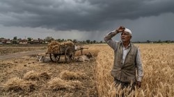 रब्बी काढणीच्या तोंडावर पावसाची भीती; हवामान विभागाचा नवीन अंदाज