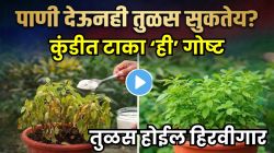 VIDEO: उन्हाळ्यात तुळशीचं रोप पाणी देऊनही सुकतंय? कुंडीत ‘ही’ एक पांढरी गोष्ट टाका; पाहा जादू, तुळस होईल हिरवीगार-टवटवीत! 