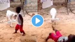 बकरीशी पंगा घेणं चिमुकल्याला पडले महागात! केलं असं काही की…; VIDEO पाहून पोट धरुन हसाल