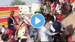 … अन् नवरदेव धाडकन घोड्यावरुन पडला, वरातीत नेमकं घडलं काय? VIDEO पाहून पोट धरुन हसाल