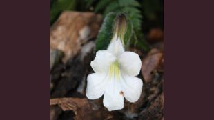 rare-plant-henkelia-monophylla-rediscovered-in-arunachal-pradesh-after-189-years