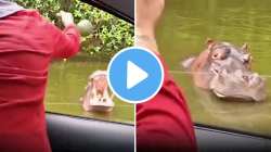 कलिंगड पाण्यात पडलं अन् पाणघोडा भडकला! महिलेकडे अशी नजर टाकली की…मजेशीर VIDEO व्हायरल