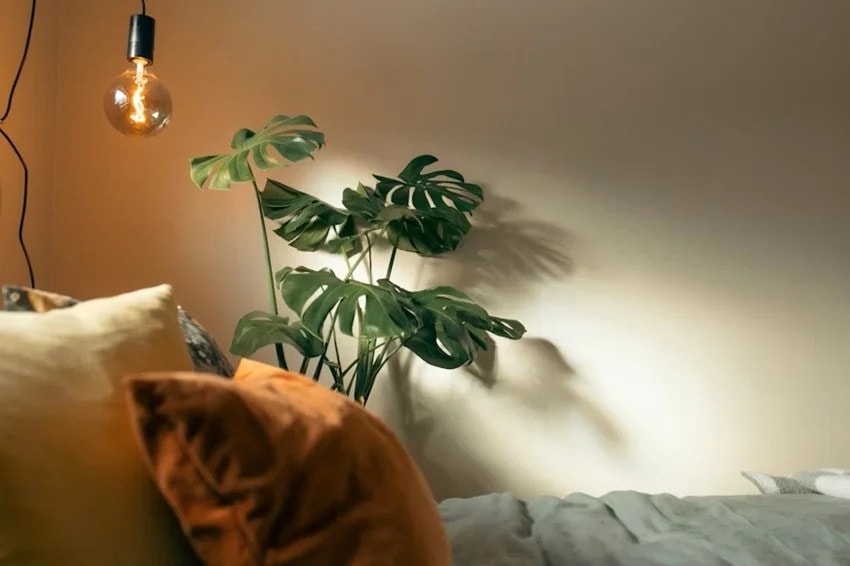 natural ways to beat heat at home indoor plants to keep house cool without AC