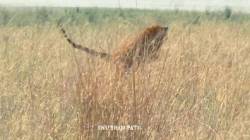 Video : ‘शोधू कुठे, शोधू कुठे, आता ईथे, गेला कुठे’; कॅटरीनाच्या बछड्याची मजेदार खाद्यभ्रमंती