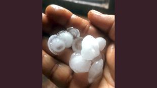 unseasonal-rain-and-hailstorm-hits-konkan-mango-and-cashew-farmers-in-ratnagiri-worried