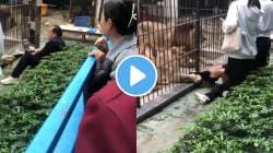 सिंहाच्या पिंजऱ्याजवळ जाणं बेतलं जीवावर! क्षणार्धात पंजा मारून पकडला पाय अन्…; थरकाप उडवणारा VIDEO