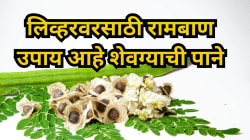 लिव्हरसाठी नवसंजीवनी! रोज शेवग्याची पाने खा, फॅटी लिव्हरचा धोका कमी
