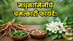 मधुकामिनी या सुगंधी झाडाच्या मुळांपासून फुलांपर्यंत दडलेत चमत्कारी गुण? आरोग्यासाठी जबरदस्त फायदे