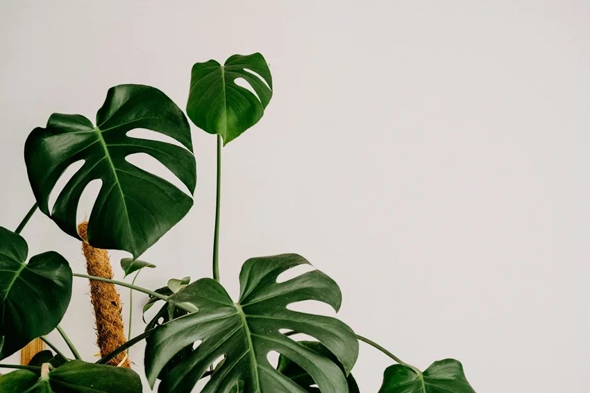 natural ways to beat heat at home indoor plants to keep house cool without AC