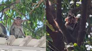 Injured monkey with arrow in Yeoor Hills Thane | Sanjay Gandhi National Park wildlife attack | Animal cruelty cases in Maharashtra | Thane Forest Department investigation monkey injury