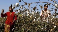 कापूस उत्पादकांना राज्य सरकारचा मोठा दिलासा…
