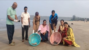 Pirawadi Malvan Achara beach Olive Ridley turtle hatchlings release Suryakant Dhuri conservation project success
