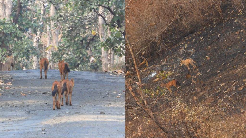 Melghat Wildlife Wolf Wild Dogs Coexistence | मेळघाट लांडगा रानकुत्रे दुर्मिळ मैत्री अमरावती Melghat Wildlife Wolf Wild Dogs Coexistence | मेळघाट लांडगा रानकुत्रे दुर्मिळ मैत्री अमरावती
