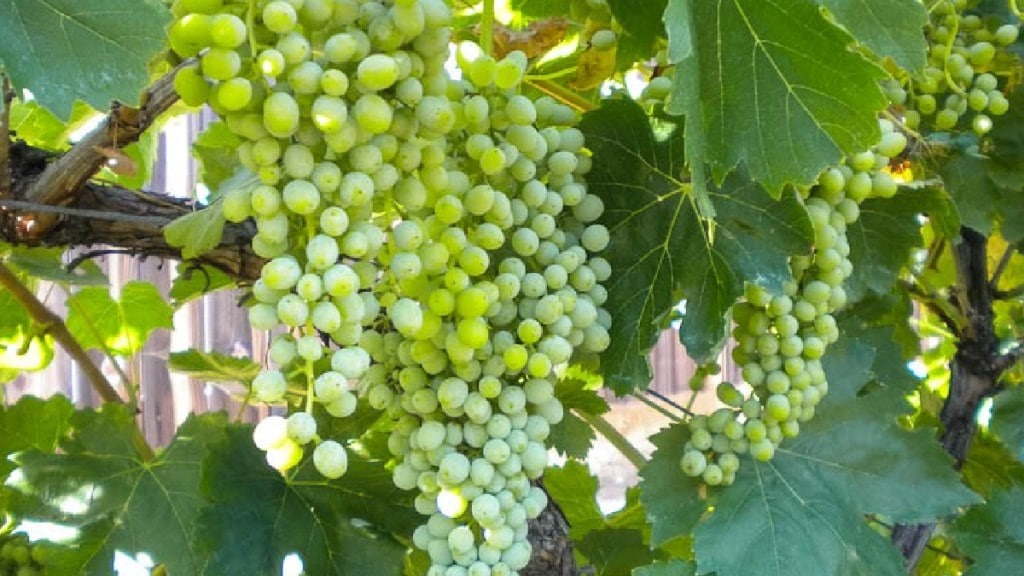 Sangli Grapes Export News | सांगली द्राक्ष निर्यात संकट Sangli Grapes Export News | सांगली द्राक्ष निर्यात संकट