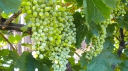 आखातातील युद्धामुळे द्राक्षे काळवंडली !