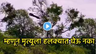 Attack on Monkey Leopard