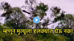 त्याचं मरण अटळ होतं… झाडाच्या फांदीवर रंगला जीवन-मरणाचा खेळ, माकडाच्या एका चुकीमुळे बिबट्याने साधला डाव