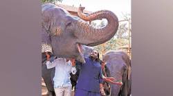 चार वर्षांत वनतारामध्ये अडीच हजारांहून अधिक प्राणी आयात