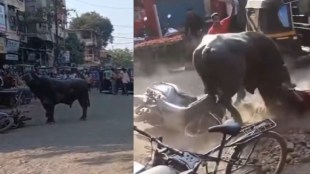 Stray Buffalo Attack Nalasopara Viral Video