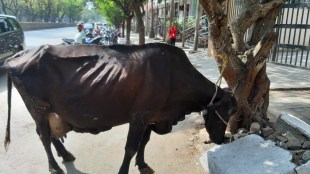 Mira Bhayandar Stray Cows Relocation Gaushala
