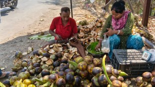 Vasai Virar Summer Ice Apple Tadgola Selling