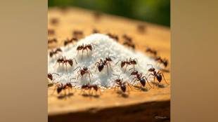 Ants food detection science, Pheromones in ants, Marathi Vidnyan Parishad, Kutuhaal Loksatta, How ants find sugar, Marathi Science News, Nature Facts Marathi, Ant behavior, Scientific reasons, Mumbai, Maharashtra, Educational News,