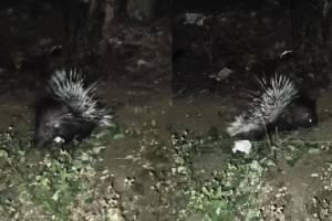 Martyr Agniveer Akshay Laxman Gawate