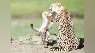 Project Cheetah, Kuno National Park, African Cheetah Import India, Wildlife Experts, Cheetah Reintroduction Project, Madhya Pradesh, Namibia Cheetahs, South Africa Cheetahs, Cheetah Habitat Issues, Human-Wildlife Conflict, Cheetah Prey Base, National Tiger Conservation Authority, Environmental Science, Wildlife Conservation India, PM Modi Project Cheetah, चित्ता पुनर्वसन प्रकल्प, कुनो राष्ट्रीय उद्यान, मध्य प्रदेश, आफ्रिकन चित्ता, नामिबिया, दक्षिण आफ्रिका, वन्यजीव तज्ज्ञ, पर्यावरण, चित्त्यांची शिकार,