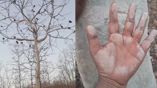 Ghost Tree Melghat Amravati