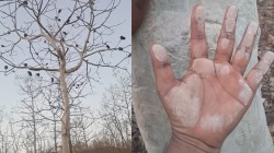 Video: मेळघाटातील अक्राळविक्राळ ‘भुताचे झाड’ का बदलते रंग? निसर्गाचा अद्भुत चमत्कार आणि स्थानिकांच्या आस्था!