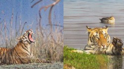 ‘कॅटरिना’ आधी सूर्यावर डाफरली, मग पाण्याच्या थंडाव्याने शांत झाली आणि तिथेच विसावली!