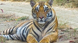 Bor Tiger Reserve Wardha Katrina Tigress Cub Om Hunting | बोर व्याघ्र प्रकल्प वर्धा कॅटरीना वाघीण बछडा ओम शिकार